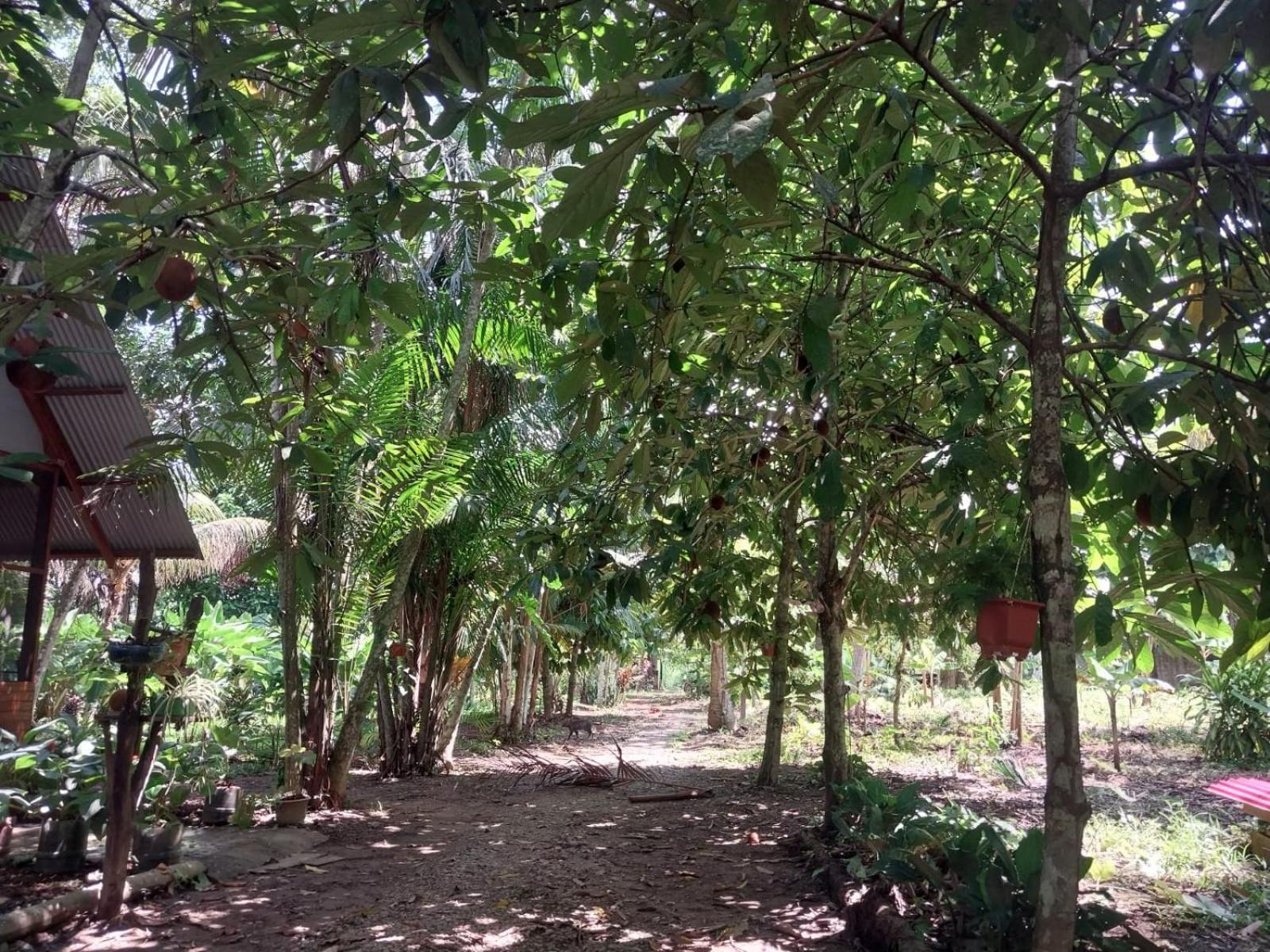 Jardin De Las Musas Puerto Maldonado Kamer foto